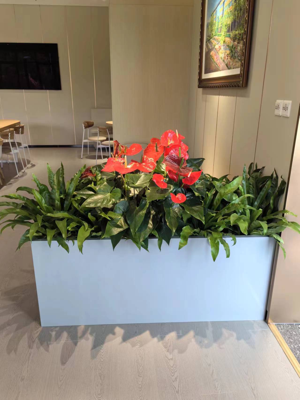 大興區(qū)綠植租擺花卉租賃綠植出售